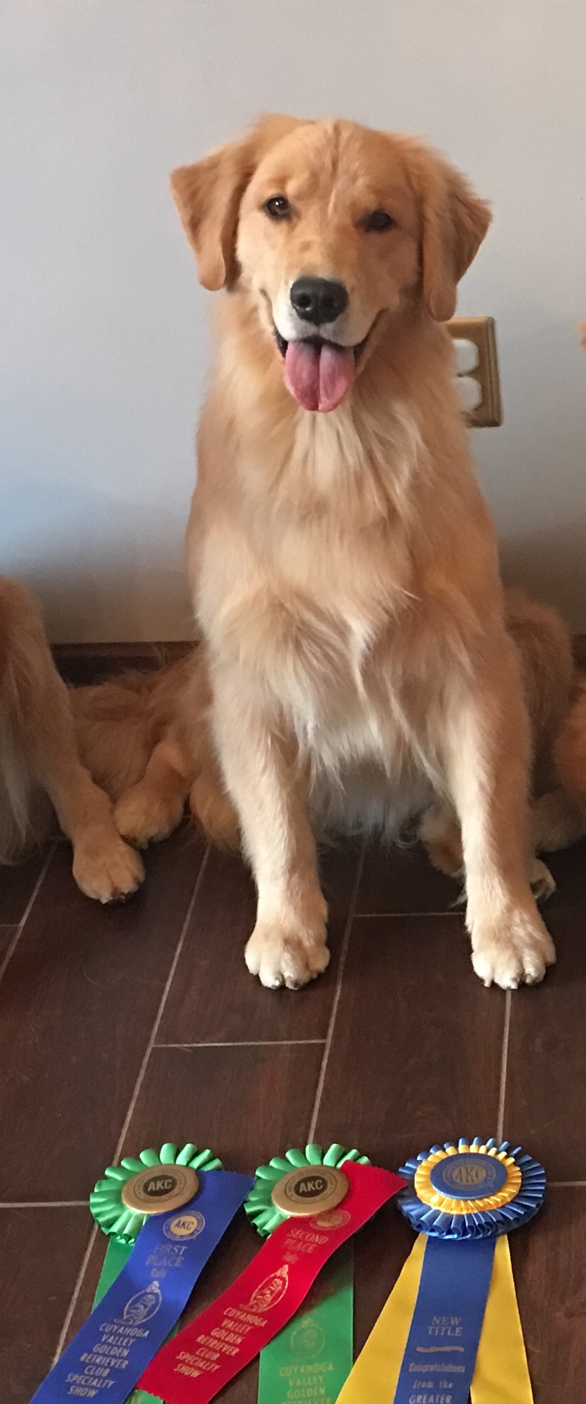 ruffwater golden retrievers