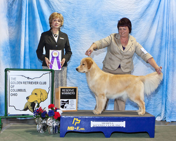 Ruffwater golden hot sale retrievers